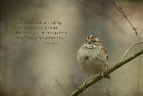 sparrow-L