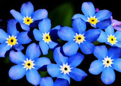 forget-me-notIII