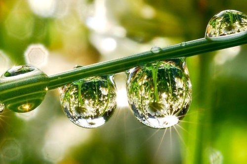 Refreshing Dew by Dr. Pardington